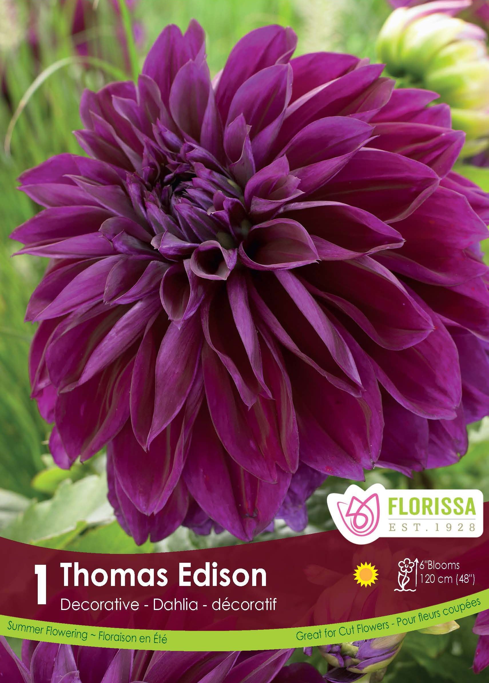 Dahlia dec thomas edison grow gather